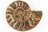5.1" Cut & Polished, Agatized Ammonite Fossil - Madagascar - #200031-2